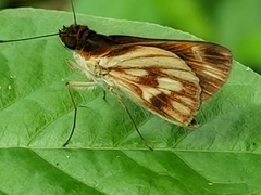 Vettius fantasos
