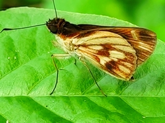 Vettius fantasos