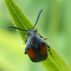 Megacerus discoidus
