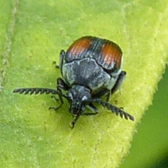 Megacerus discoidus