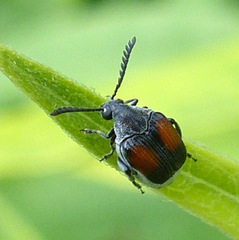 Megacerus discoidus