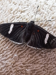 Melanis leucophlegma