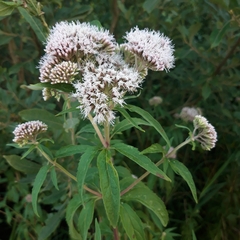 Eupatorium cannabinum