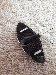 Melanis leucophlegma