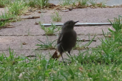 Phoenicurus ochruros