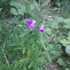 Epilobium hirsutum