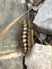 Acronicta euphorbiae
