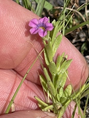 Calibrachoa parviflora