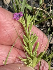Calibrachoa parviflora