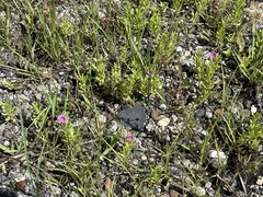 Calibrachoa parviflora