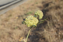 Mimosestes amicus