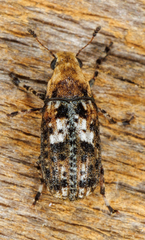 Euparius paganus