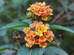 Lantana camara