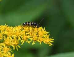 Typocerus sparsus
