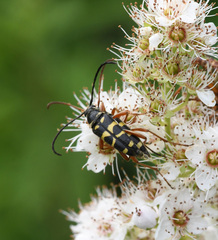Typocerus sparsus