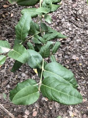 Beilschmiedia miersii