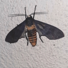 Pachydota