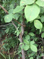 Lonicera dioica