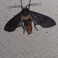 Pachydota