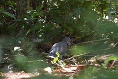 Patagioenas cayennensis