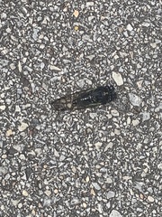 Neotibicen lyricen