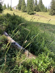 Phleum hirsutum