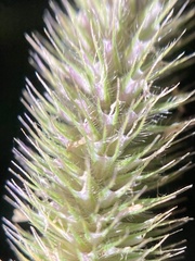 Phleum hirsutum