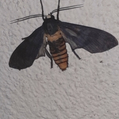 Pachydota