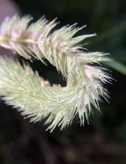 Phleum hirsutum