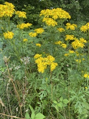 Jacobaea vulgaris