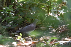 Patagioenas cayennensis