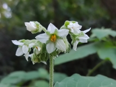 Solanum abutiloides