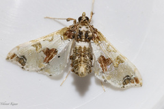 Leucinodes orbonalis
