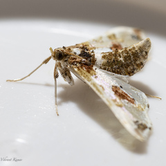 Leucinodes orbonalis