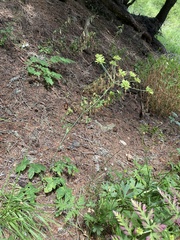 Laserpitium gaudinii