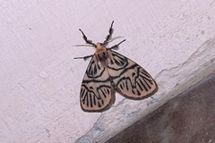 Disasuridia metaphaea