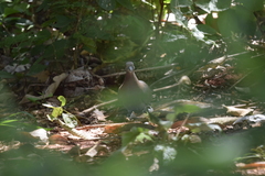 Patagioenas cayennensis