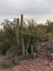 Trichocereus chiloensis