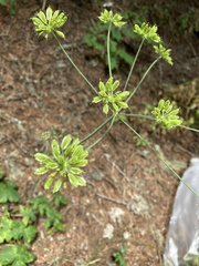 Laserpitium gaudinii