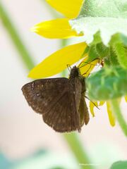 Erynnis meridianus