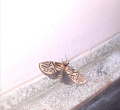 Disasuridia metaphaea