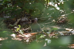 Patagioenas cayennensis