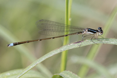 Argentagrion ambiguum