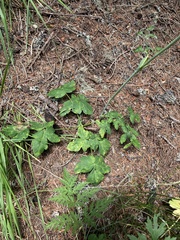 Laserpitium gaudinii