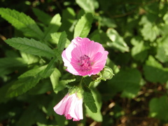Althaea cannabina
