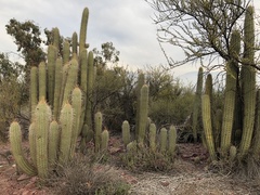 Trichocereus chiloensis