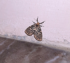 Disasuridia metaphaea