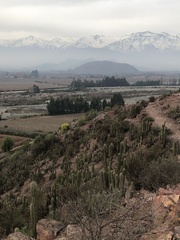 Trichocereus chiloensis