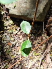 Cryptolepis cryptolepioides