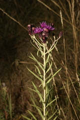Vernonia marginata